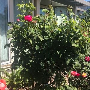 Meet your Posher, Celina